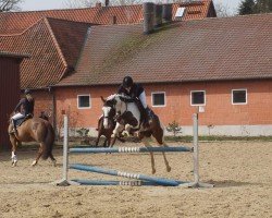 jumper Mellimara Bisquitt (Pinto / Pleasure, 2010, from Mellimara's Shalimar)