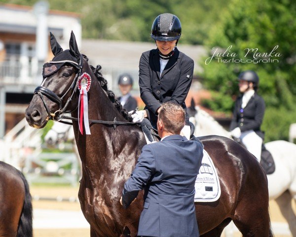 dressage horse Fürst Fidelio - H (Hanoverian, 2018, from Fürsten-Look) dressage horse Fürst Fidelio - H (Hanoverian, 2018, from Fürsten-Look)