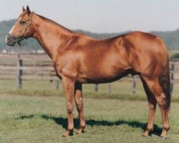 Deckhengst Shahrastani xx (Englisches Vollblut, 1983, von Nijinsky xx)
