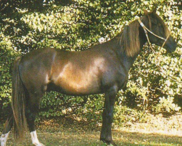 horse Sancho (Peruvian Paso, 2001, from Sanson)