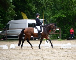 dressage horse San Forrest (Mecklenburg, 2008, from San Schufro)