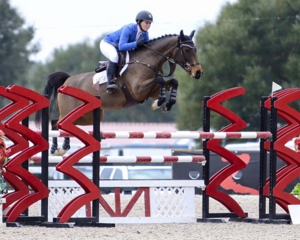 Springpferd Hailey Ad Z (Zangersheide Reitpferd, 2009, von Hardrock Z)