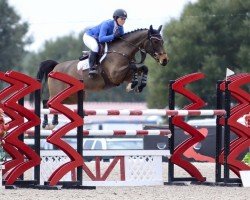 jumper Hailey Ad Z (Zangersheide riding horse, 2009, from Hardrock Z)