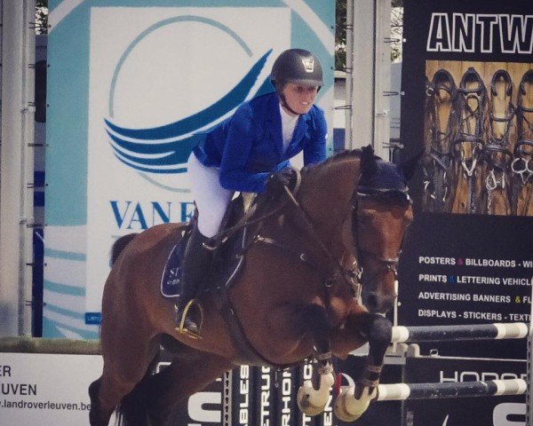 jumper Hipoliet Js (Belgian Warmblood, 2007, from Quidam de Revel) jumper Hipoliet Js (Belgian Warmblood, 2007, from Quidam de Revel)