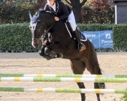 horse Vacarado (Hanoverian, 2019, from Vagabond)