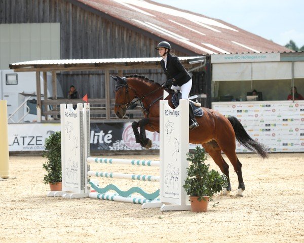 Dressurpferd Biscaja 13 (Sächs.-Thür. Schweres Warmbl., 2013, von Lexter *)