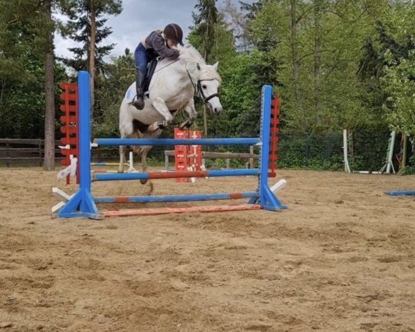 broodmare Genofee (Welsh-Pony (Section B), 2010, from Moorkieker Gulliver)
