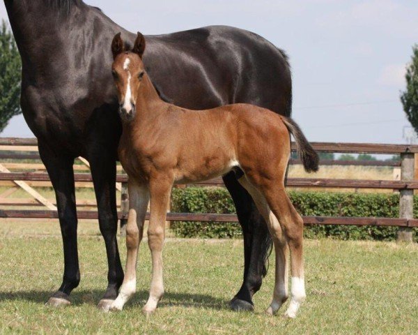 Springpferd Federicos Rubin F (Westfale, 2017, von Federico Fellini)