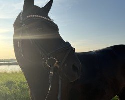 dressage horse Flavour of Fame 2 (Oldenburg, 2018, from Foundation 2)