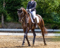broodmare Hella 424 (Hanoverian, 2010, from Hochadel)