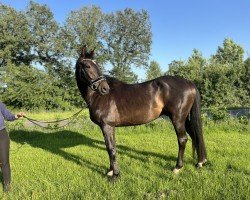 Pferd Goldjunge (Holsteiner, 2020, von Goldball)