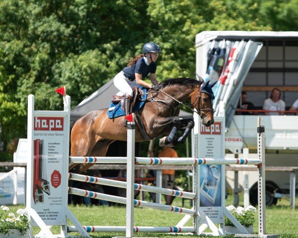 Springpferd Sugar 179 (Polnisches Warmblut, 2014, von Vandamme)