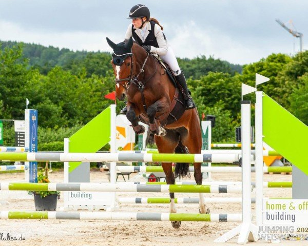 Springpferd Ageha (Holsteiner, 2017, von Million Dollar)