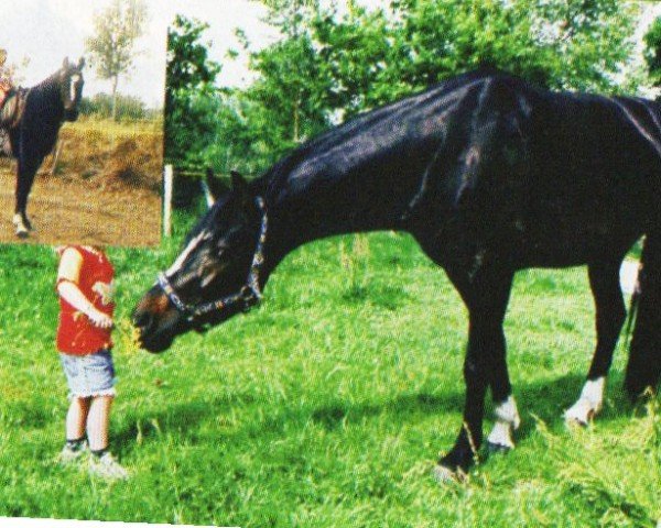 dressage horse Wacello (Hanoverian, 2000, from Woronow)