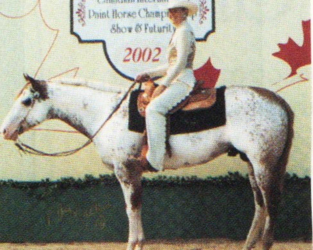horse HPH Colorful Hint (Paint Horse, 1996, from Hint of Conclusive)