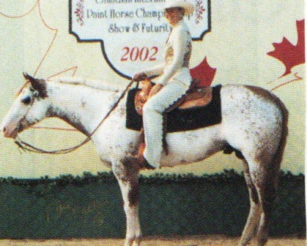 horse HPH Colorful Hint (Paint Horse, 1996, from Hint of Conclusive)
