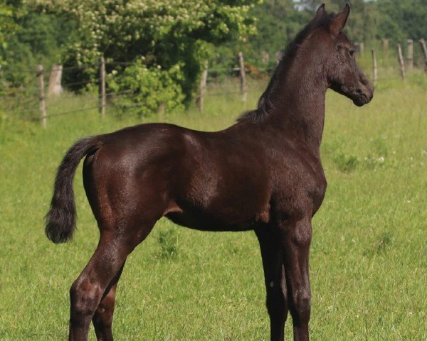 foal by Hengst von Zauberdesign / Ivanhoe (Trakehner, 2025, from Zauberdesign)