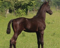 Fohlen von Hengst von Zauberdesign / Ivanhoe (Trakehner, 2025, von Zauberdesign)
