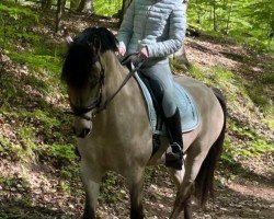 dressage horse Grindelwald 3 (German Riding Pony, 2020, from Golden Grey NRW)