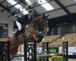 Springpferd Bradley Cooper 5 (Holsteiner, 2017, von Balou du Rouet)