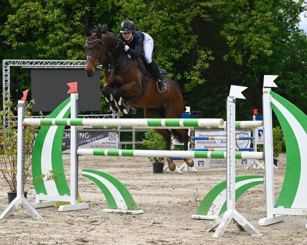 jumper All You Need F (Hanoverian, 2010, from Albatros 86)
