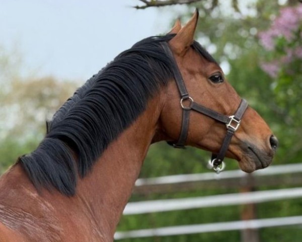 stallion Karlsson II (Trakehner, 2020, from Dramatiker)