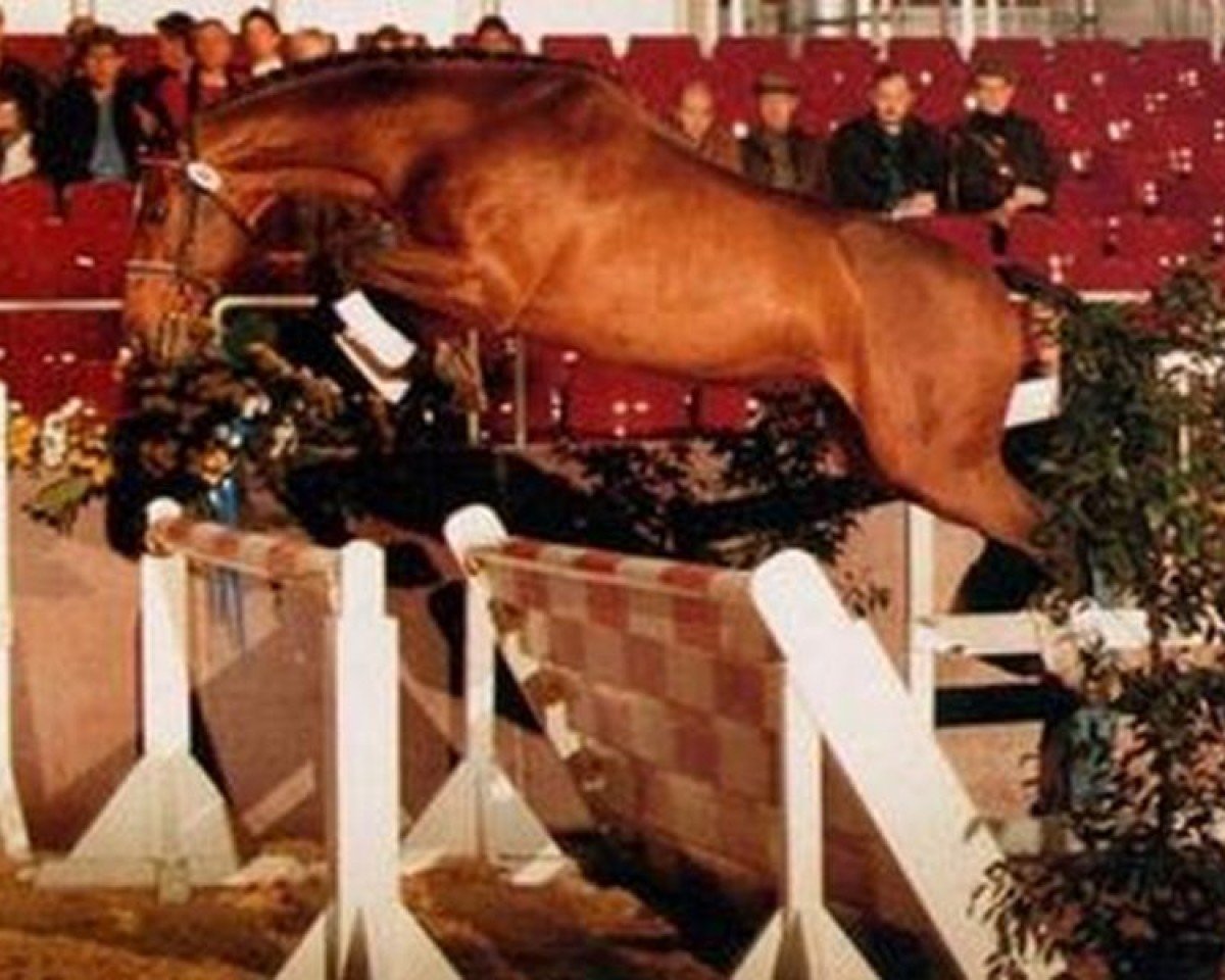 Deckhengst Elimcal xx (Englisches Vollblut, 1982, von Feroce xx)