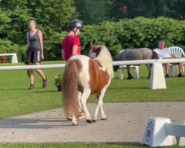 Video of Skye vom Alstertal