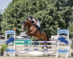 Springpferd Murphy's Boy 3 (Holsteiner, 2018, von Million Dollar)