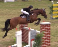 jumper La Lulu (Hanoverian, 2012, from Le Cou Cou)