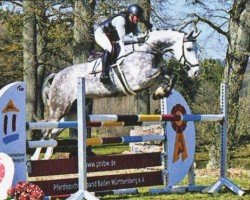 jumper Midnight Magic D (German Sport Horse, 2015, from Monsum)