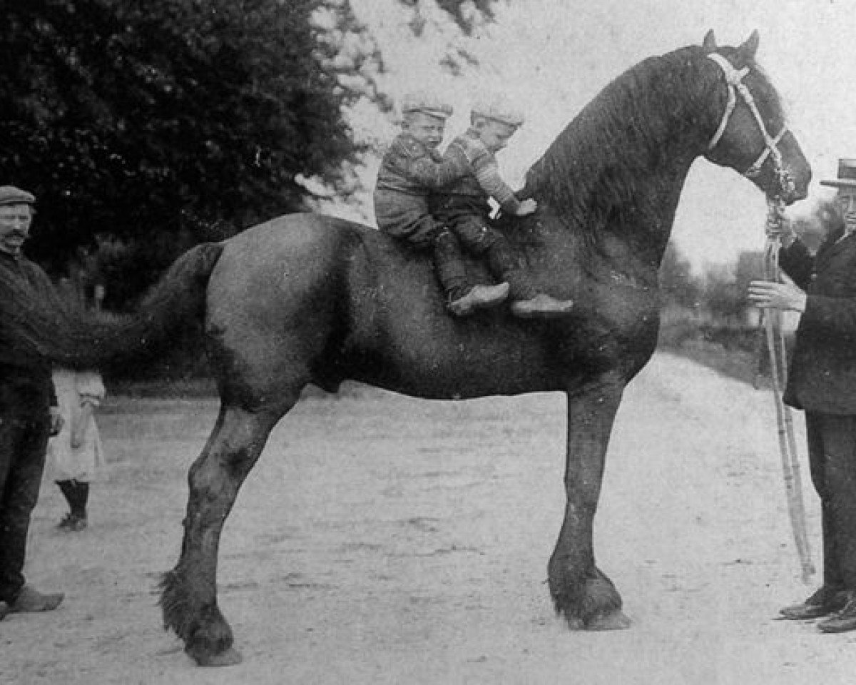 stallion Frits 95 (Friese, 1893, from Nemo 51)