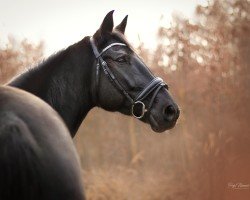 broodmare Penelope (German Sport Horse, 2010, from Lord Lindenau)