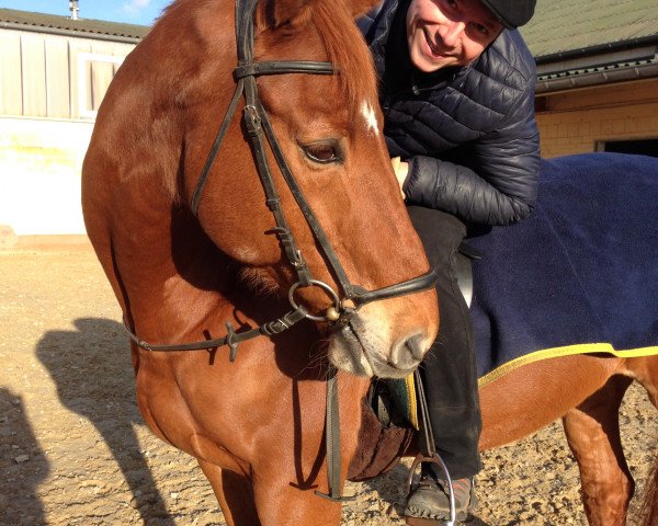 horse Luminoso (Hanoverian, 1993, from Lemon Park)