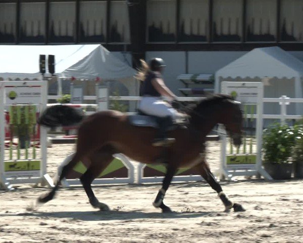 Reitturnier Dortmund-Somborn 2025