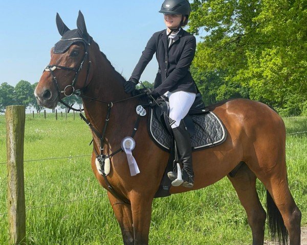 Caballo de salto Ibrox 3 (Holsteiner, 2018, de Ideal de La Loge)