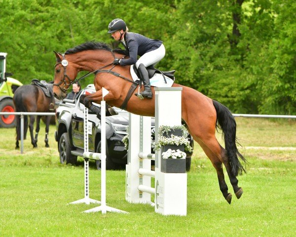 Springpferd Claire (Hannoveraner, 2019, von Cavoiro - H OLD)