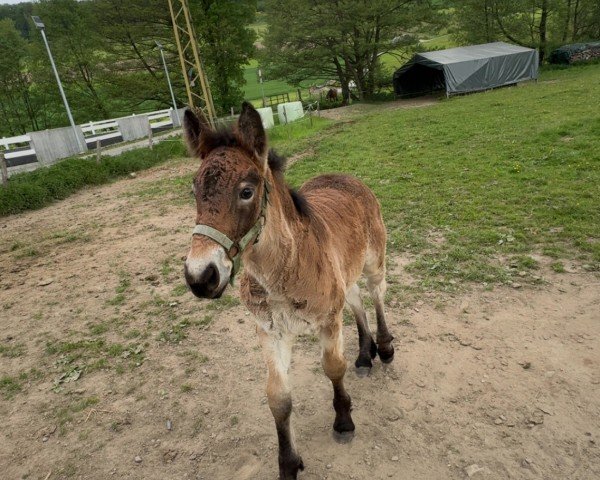 foal by Stute von Markant / Nerlinger (Rhenish-German Cold-Blood, 2025, from Markant)