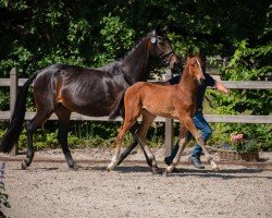foal by Untessa (Hanoverian, 2025, from Untouched Lb)