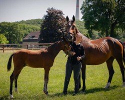 foal by Bloscado (Hanoverian, 2025, from Blockbuster II)