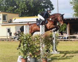 jumper Colandor R (Hanoverian, 2013, from Cassillias)