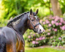 stallion Dinero (German Riding Pony, 2022, from Diamond Touch NRW)