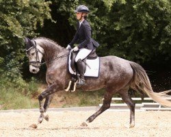 dressage horse Crazy little smart one (Westphalian, 2020, from Cornado NRW)