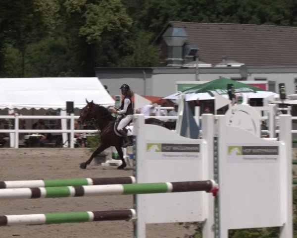 Reitturnier Dortmund-Somborn 2025