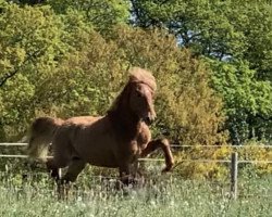 Deckhengst Sprækur frá Íbishóli (Islandpferd, 2018, von Glumur frá Dallandi)