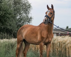 Dressurpferd Coktail's Zauber (Deutsches Reitpony, 2016, von Cocktailzauber)