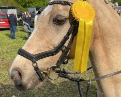 dressage horse Golden Capri J (German Riding Pony, 2010, from Gold of Capri)