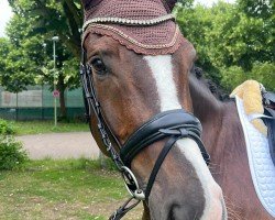 Pferd Bonheur R (Westfale, 2019, von Bon Coeur)