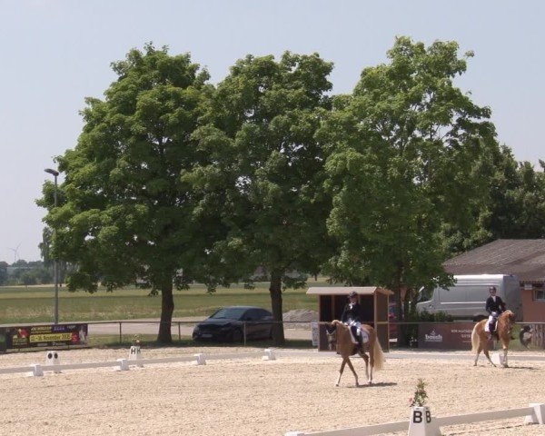 Reitturnier Rot am See- Musdorf 2025