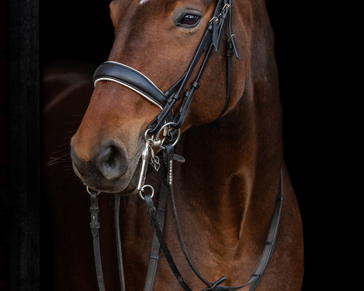 jumper Percy Jackson 9 (Belgian Warmblood, 2015, from Fantomas de Muze)